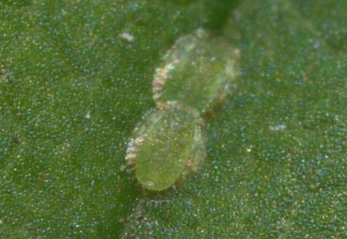 Réf. 196 600 : Periphyllus testudinaceus